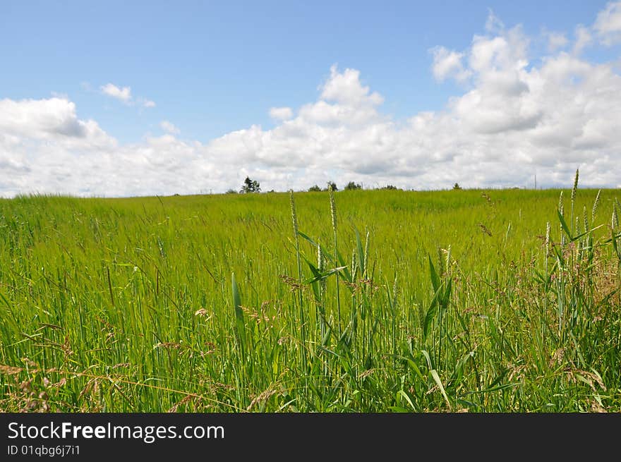 Crops in the wind