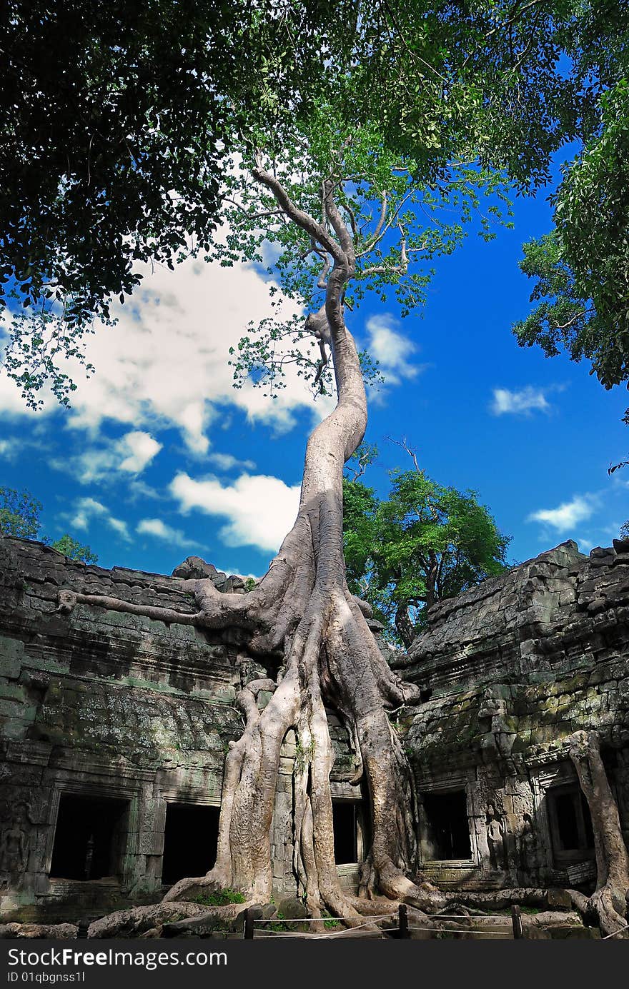 Ta Prohm Temple, Cambodia Series 02