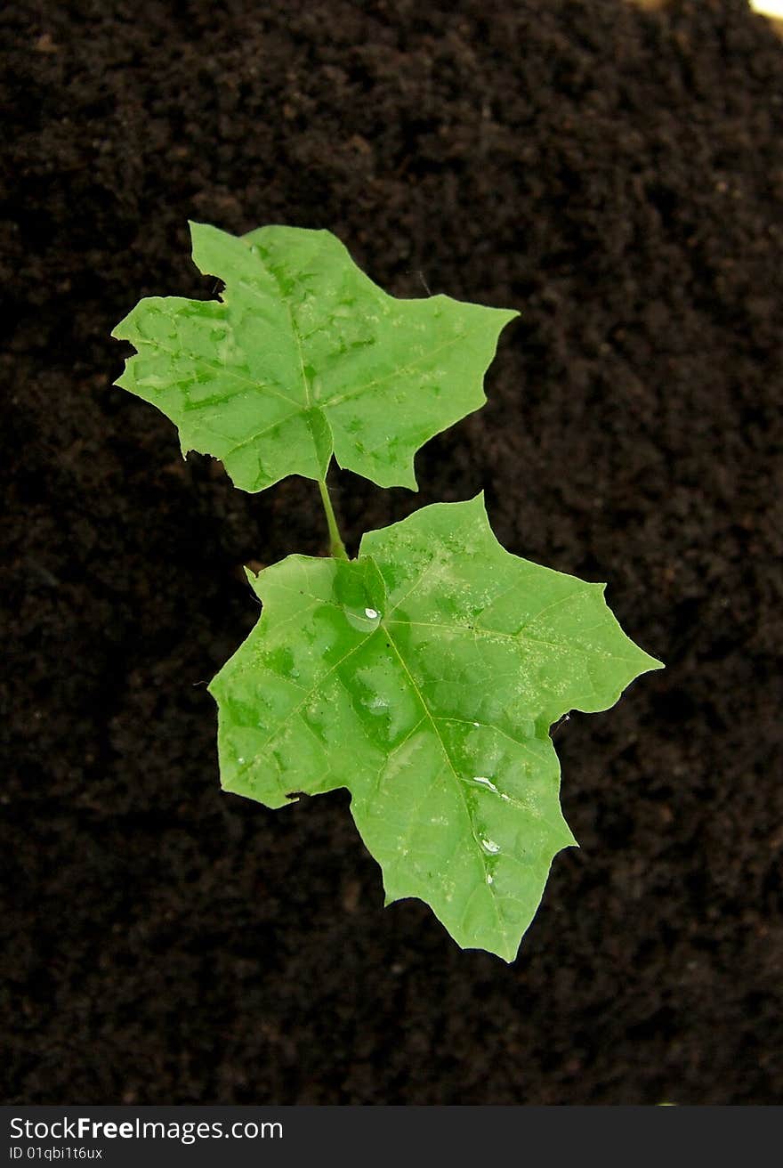 Young green sprout germinating in soil