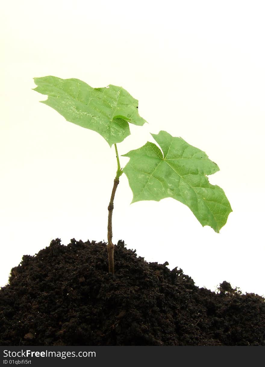 Germinating sprout plant on the white background