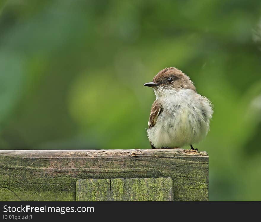 Flycatcher