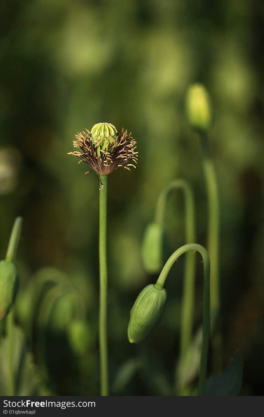 Crude poppy in green