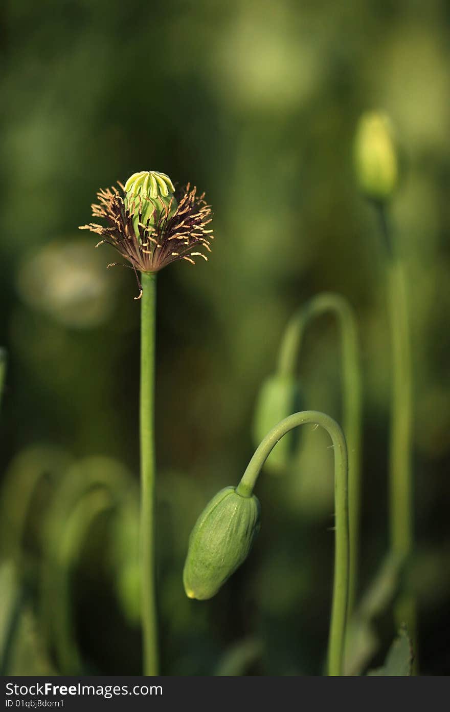 Crude poppy in green