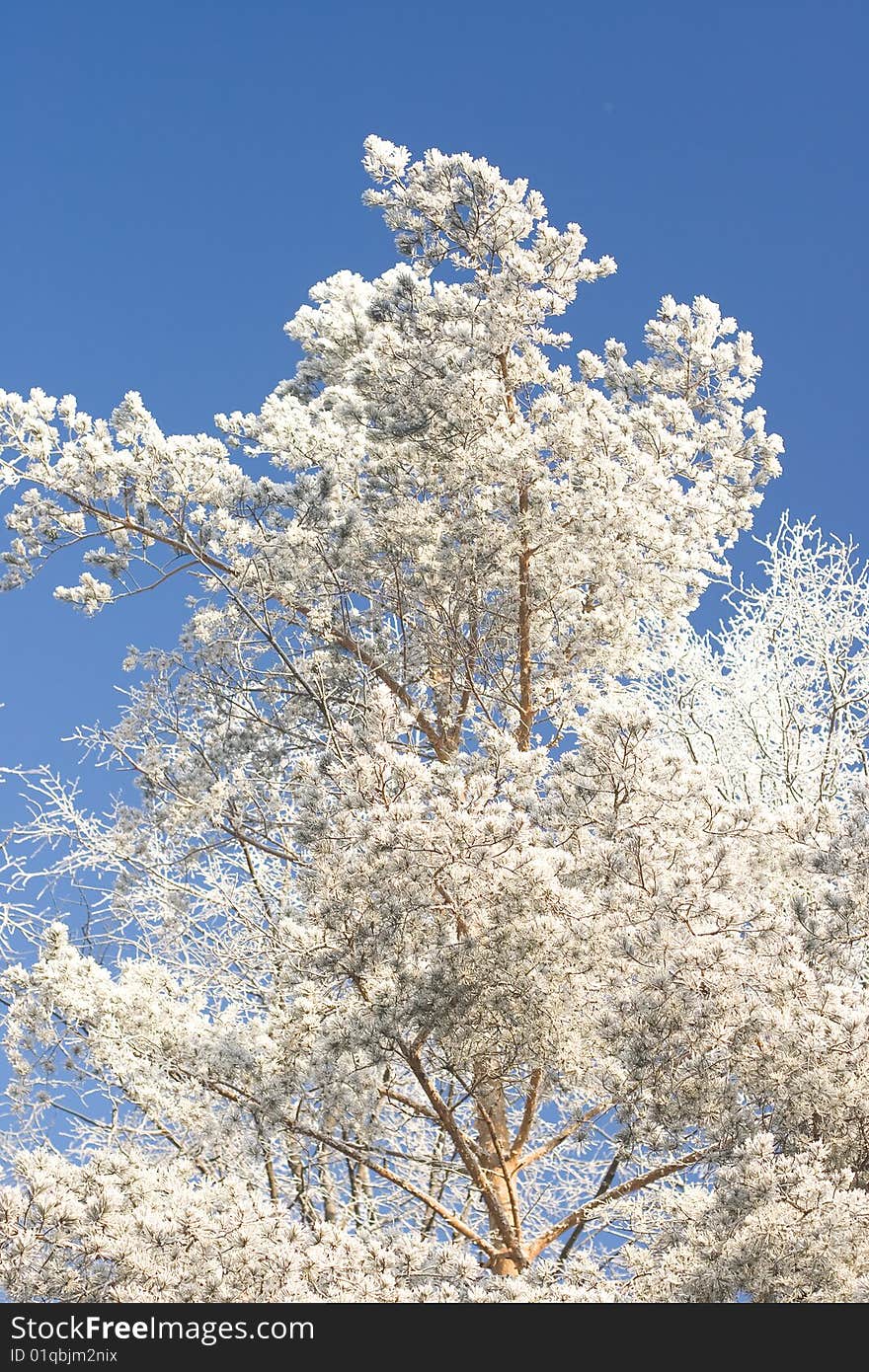 A a tree in a winter forest with branches covered with snow. A a tree in a winter forest with branches covered with snow