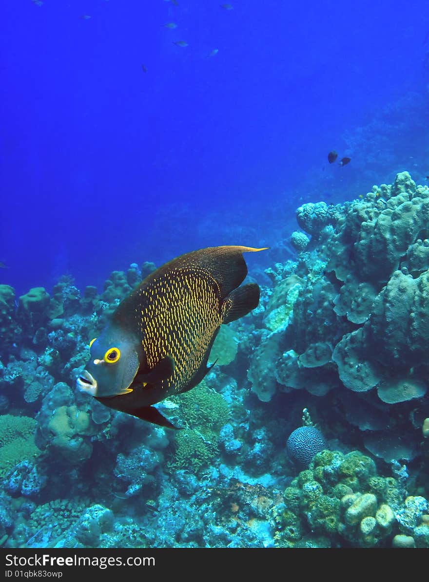 Adult French angelfish feeding on coral reef in the Caribbean