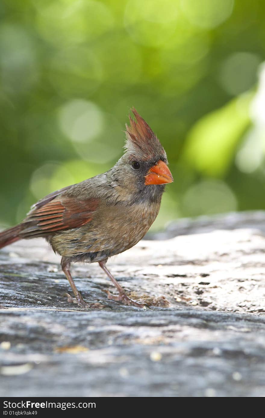 Northern Cardinal (Cardinalis Cardinalis) female bird feeding in Central Park, New York