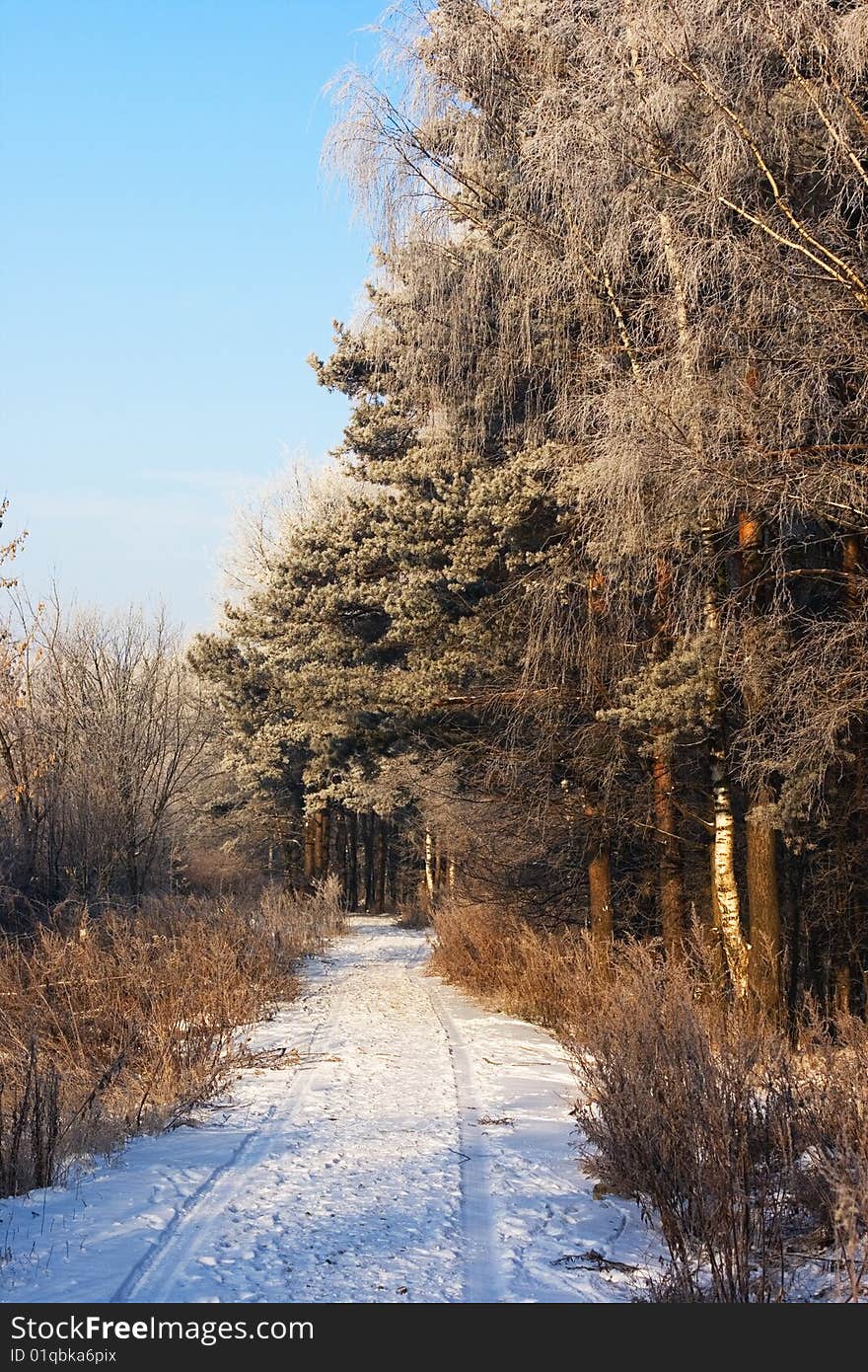 A view of a rural road in winter. A view of a rural road in winter