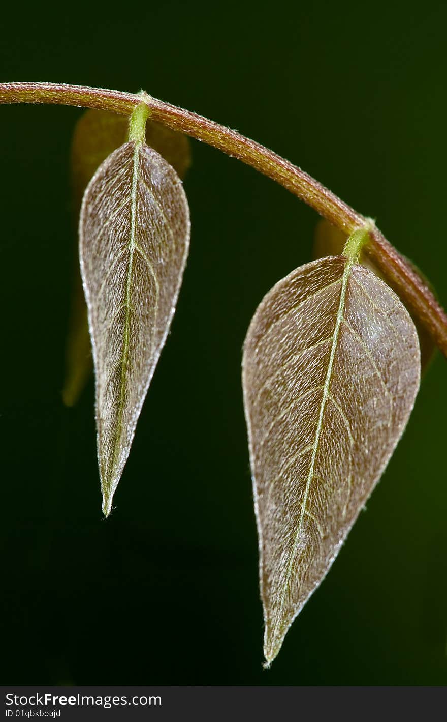 Spring Leaves