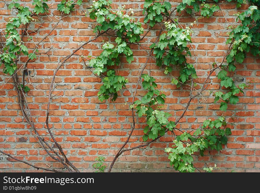 Old wall,brick wall and green leaves. Old wall,brick wall and green leaves