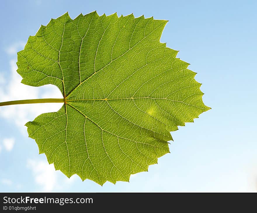 Green  Leaf