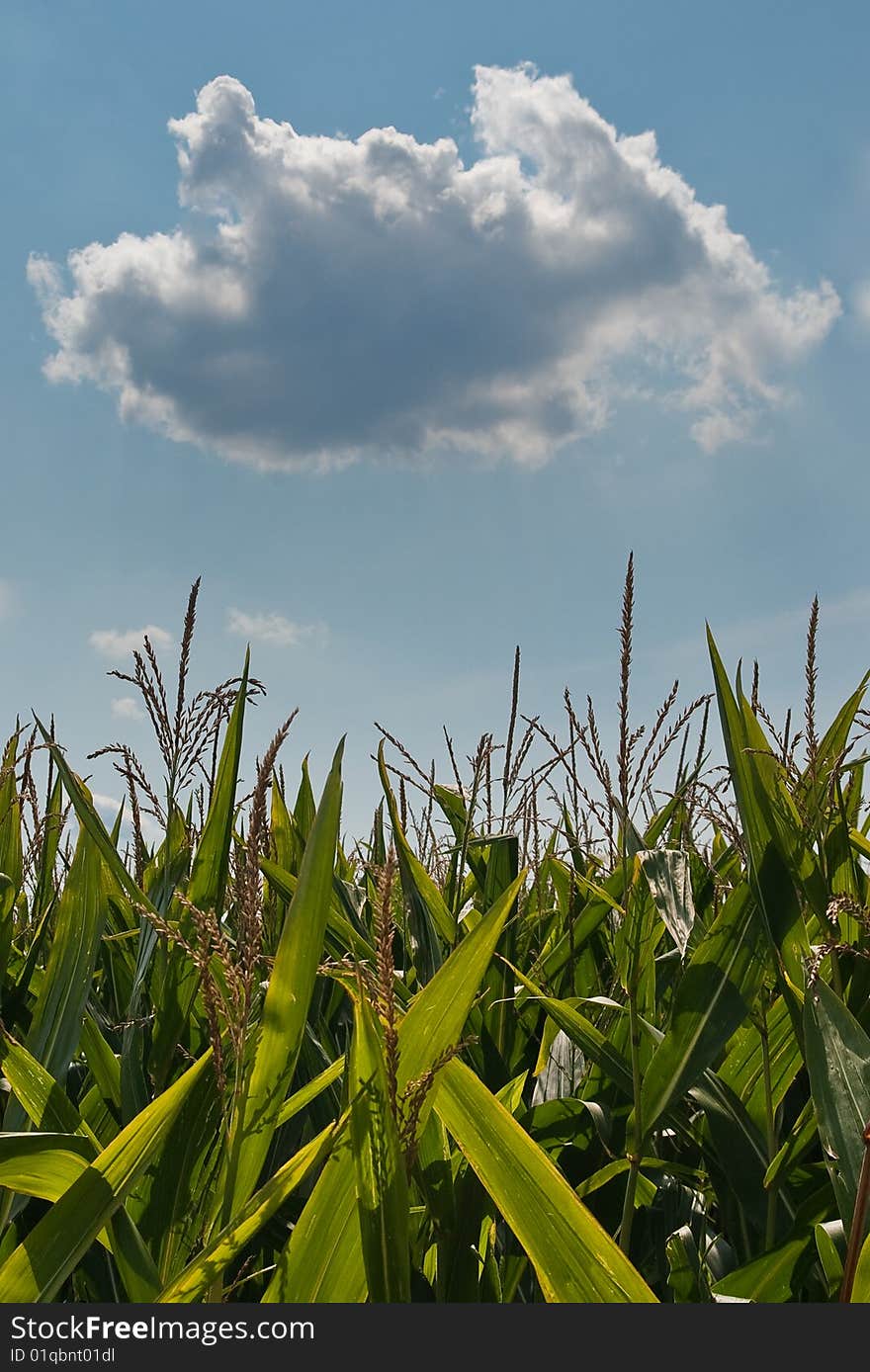 Sweet Corn field