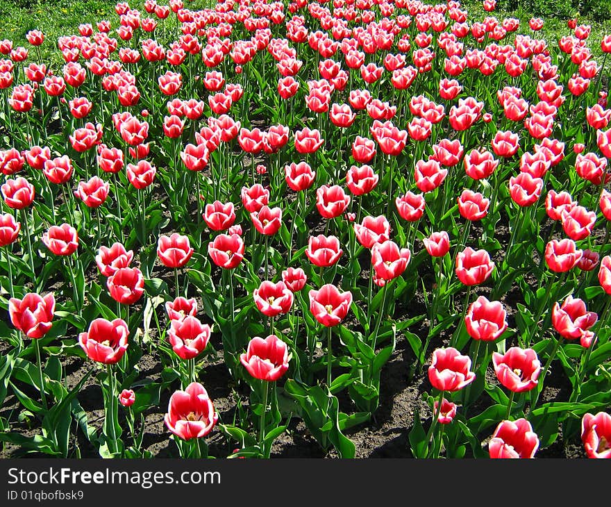 Bright tulips are very beauteful background