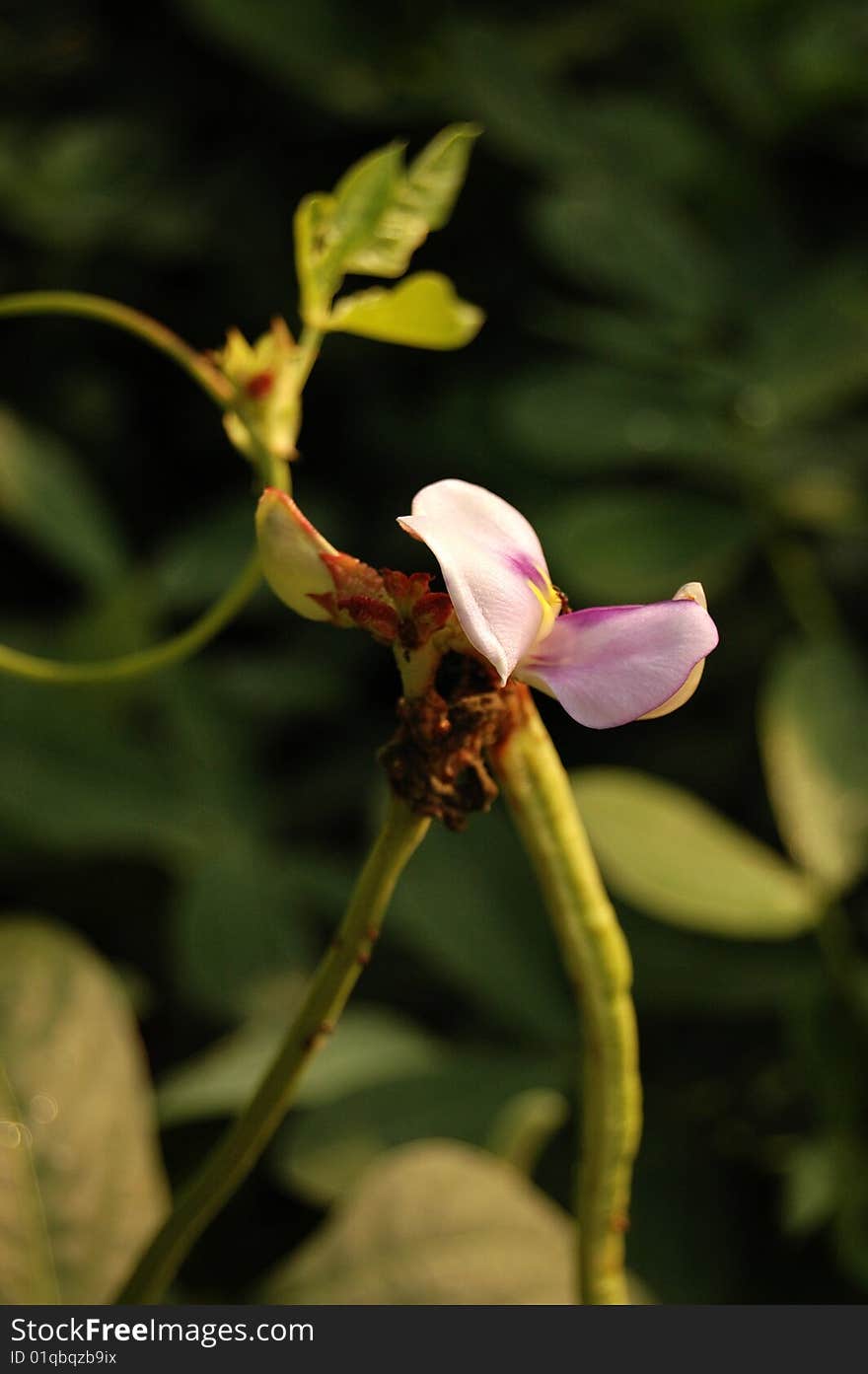 The cowpea flower in a farm Chengdu China