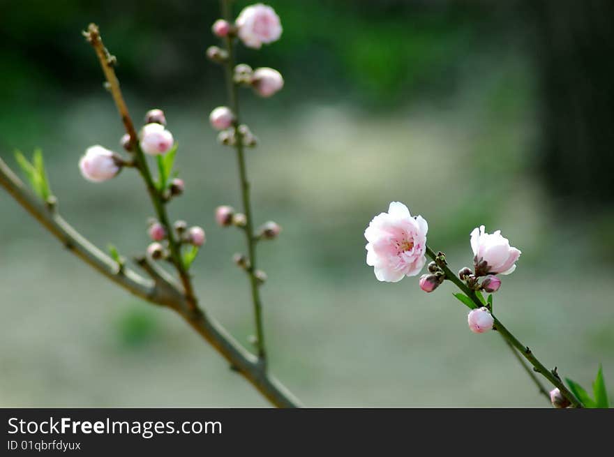 Chinese peach blossom in spring