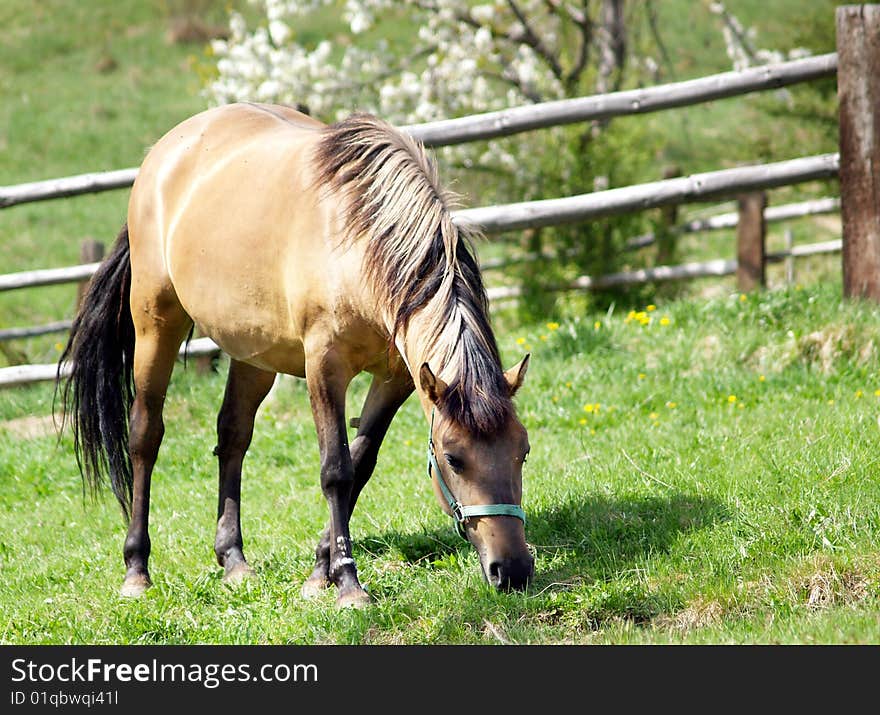 Horse grazing on the meadow