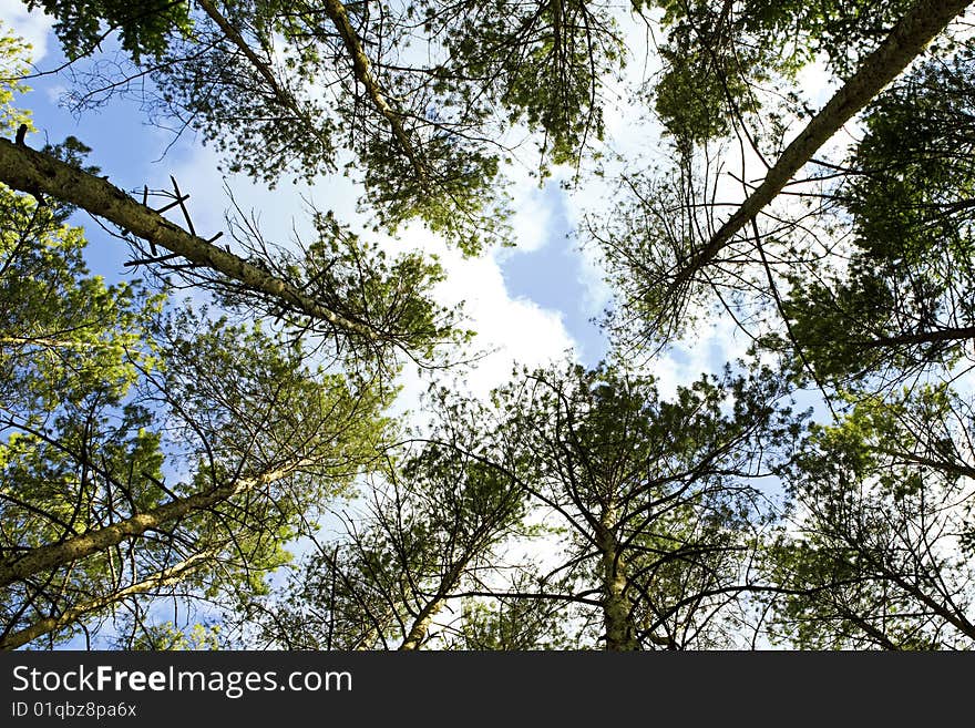 Spring trees and blue sky. Clouds in sky.