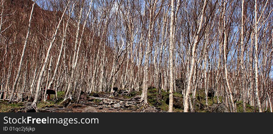 White birch forest growing on Changbai mountain, which formed by volcano eruption. White birch forest growing on Changbai mountain, which formed by volcano eruption.