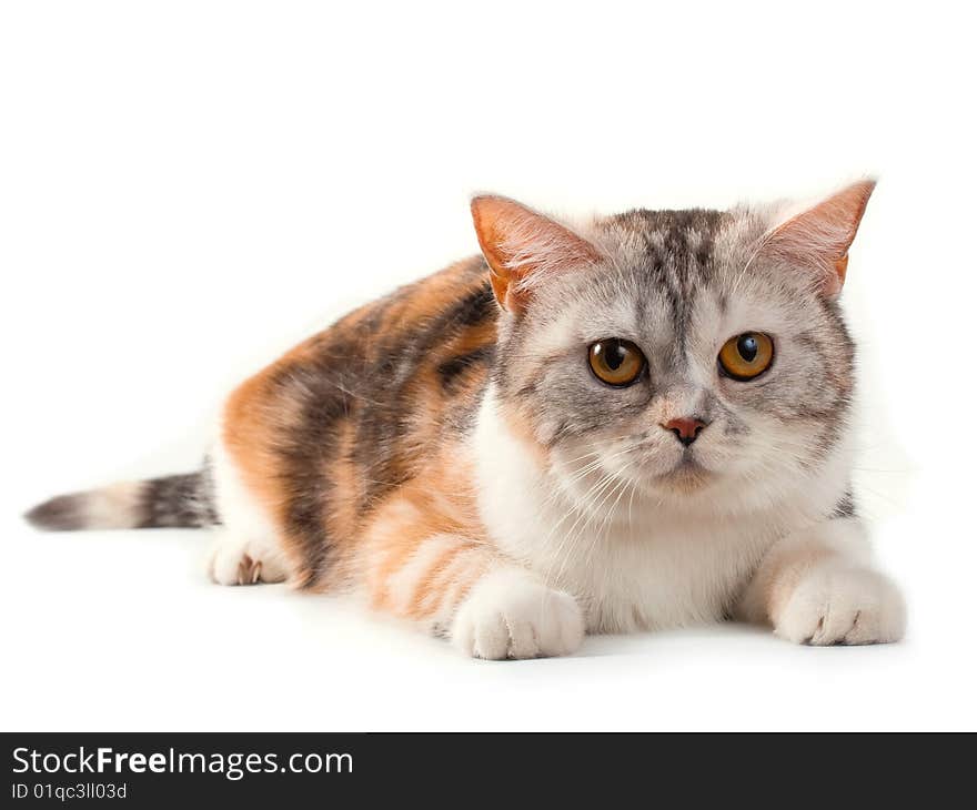 Scottish straight breed tortoiseshell color pussycat lying on white background. No isolated. Scottish straight breed tortoiseshell color pussycat lying on white background. No isolated.