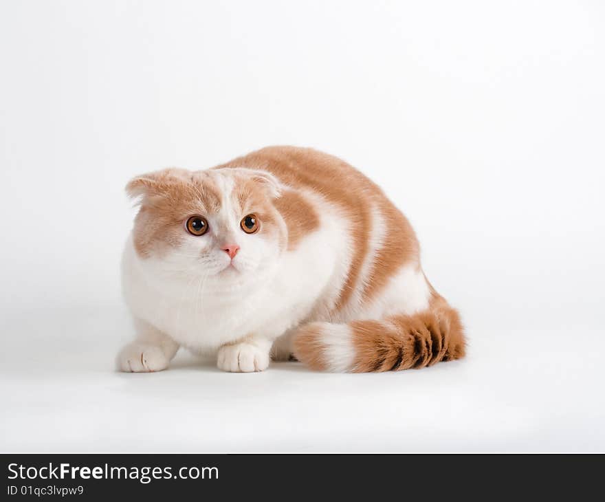 Scottish fold breed young cat