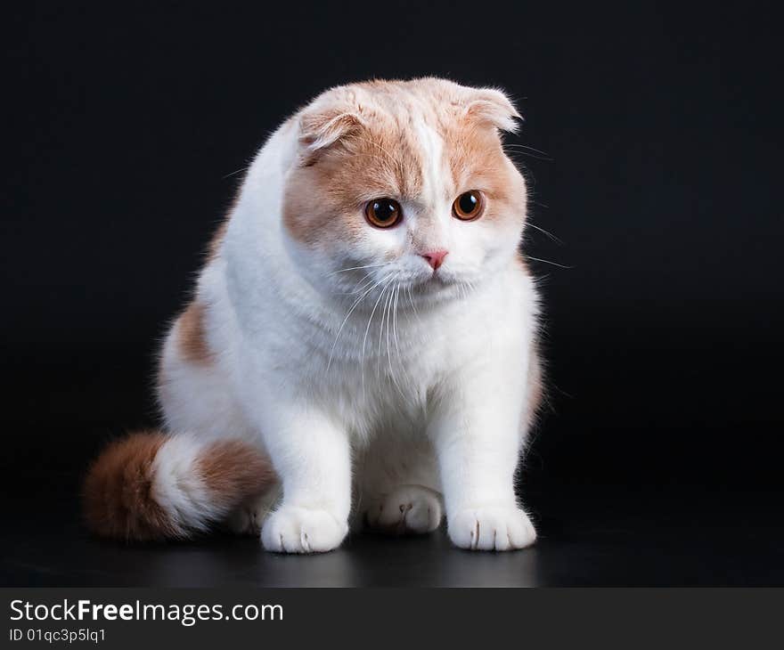 Scottish fold breed young cat