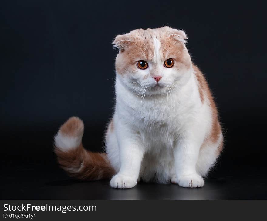 Scottish fold breed young cat on black