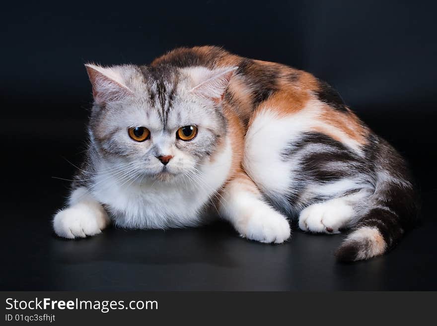 Scottish Straight breed cat lying on black. No isolated. Scottish Straight breed cat lying on black. No isolated.