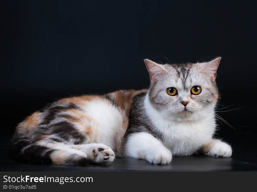 Scottish Straight breed cat lying on black. No isolated. Scottish Straight breed cat lying on black. No isolated.