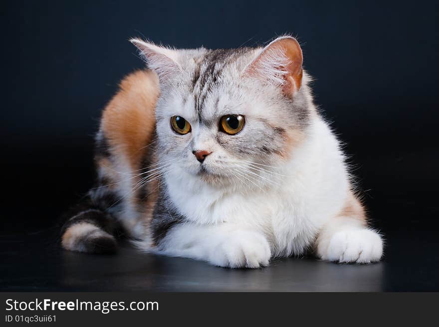 Scottish Straight breed cat lying on black. No isolated. Scottish Straight breed cat lying on black. No isolated.