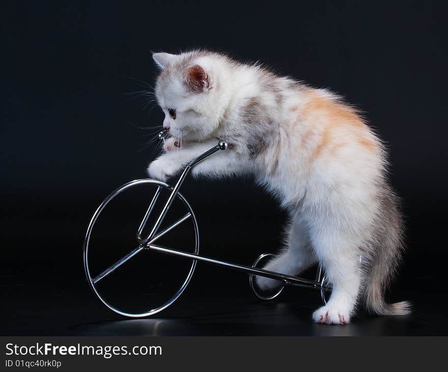 Scottish Straight breed cat tortoiseshell color and toy bycicle. No isolated. Scottish Straight breed cat tortoiseshell color and toy bycicle. No isolated.