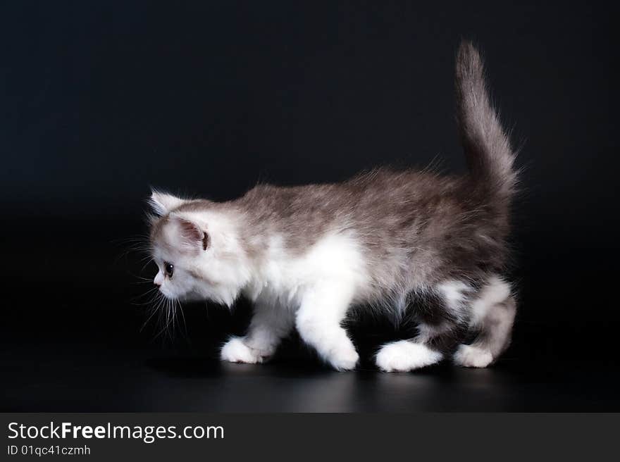 Three Scottish Straight breed kitten walk.