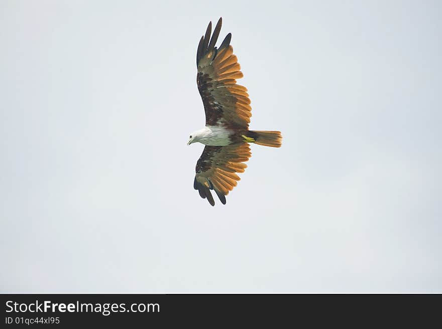 Brahminy Kite Eagle