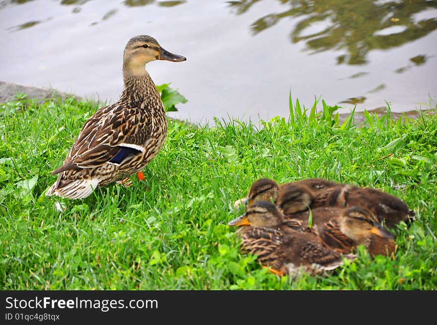 Mama duck with ducklings nearby a pond. Mama duck with ducklings nearby a pond