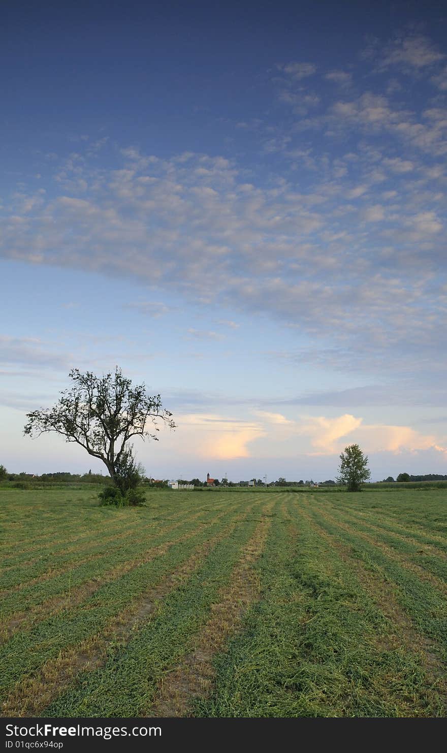 Summer field