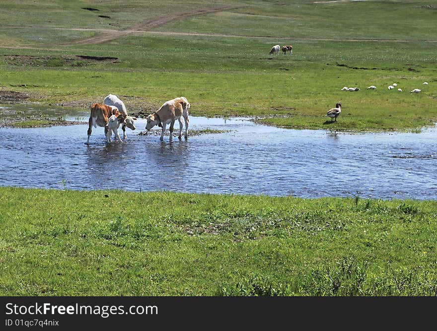 Three calfs in river and green riverside