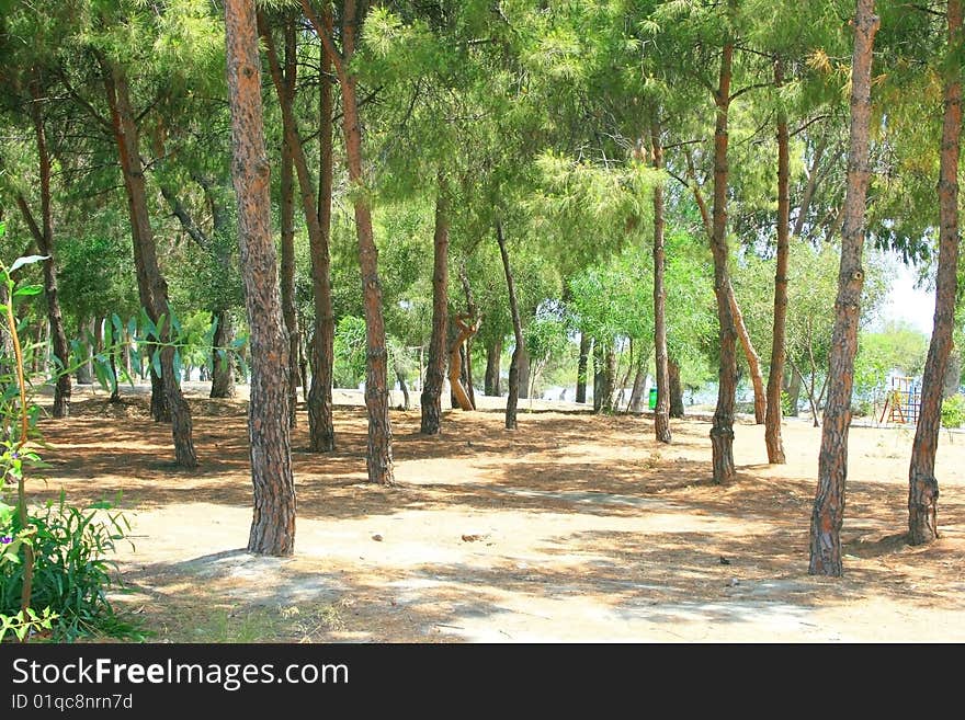 Pine trees in the park. Pine trees in the park.