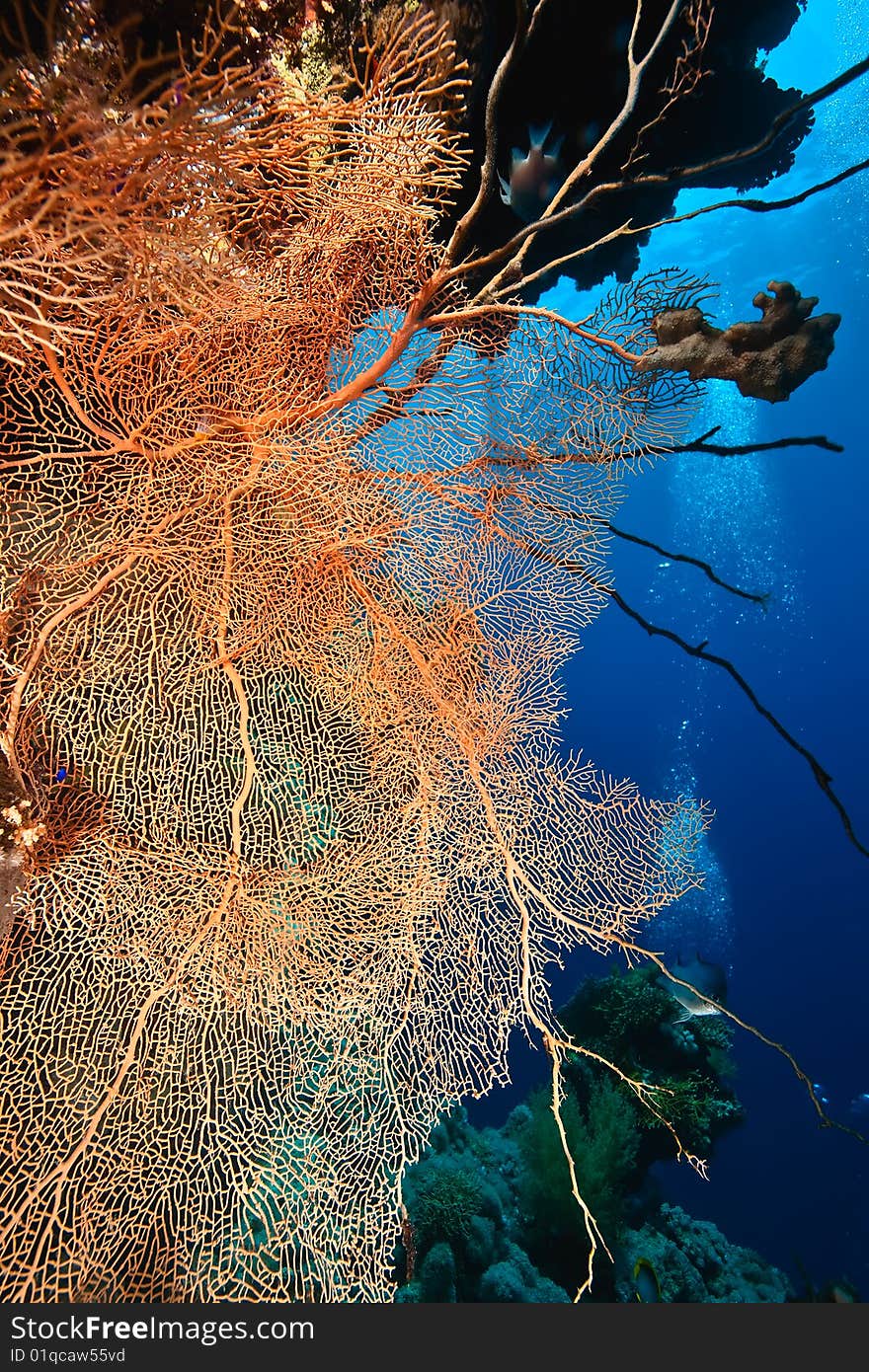 Ocean, sun and seafan taken in the red sea.