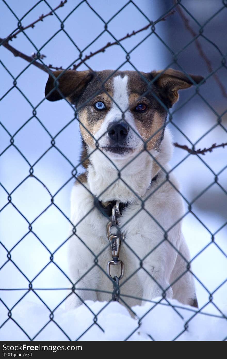 Mestizo dog with one blue eye, tied to a chain, behind a wire mesh, in winter, with snow. Mestizo dog with one blue eye, tied to a chain, behind a wire mesh, in winter, with snow