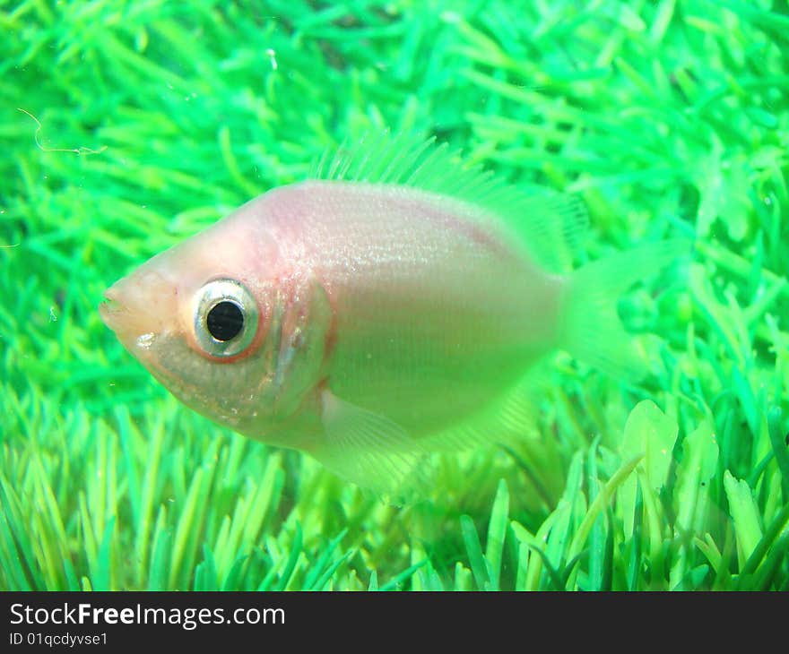 Gurami kissed Helostoma temminckii peaceful aquarium fish