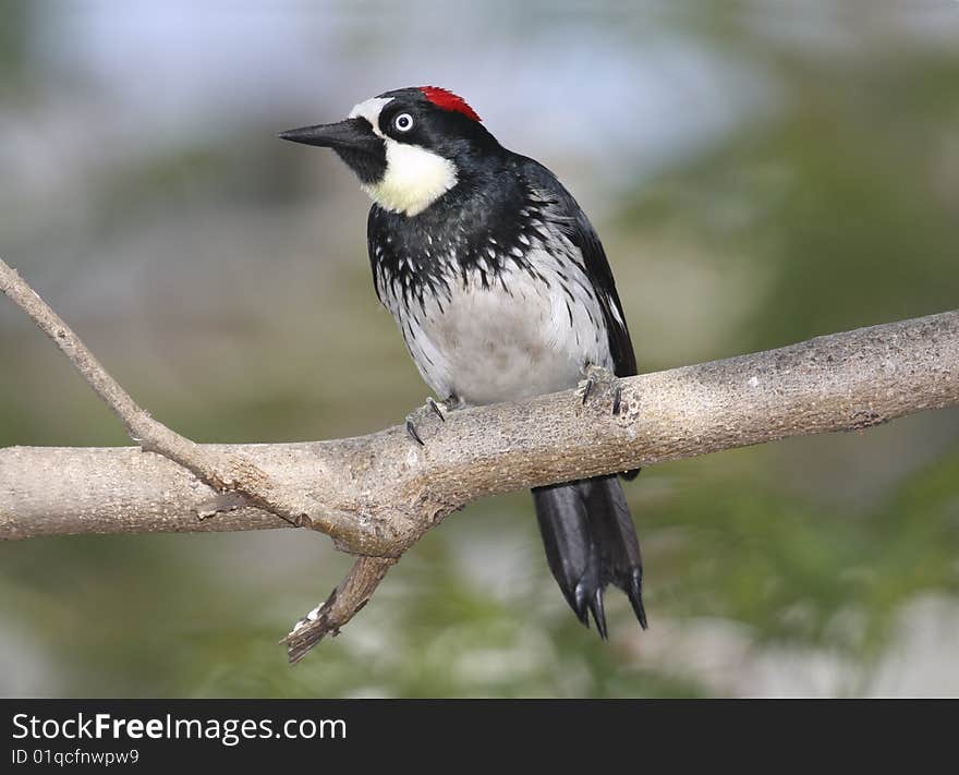 A female Acorn Woodpecker perched on a branch.