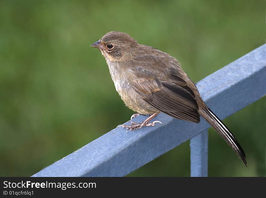 A young California Towhee perched on a fence rail