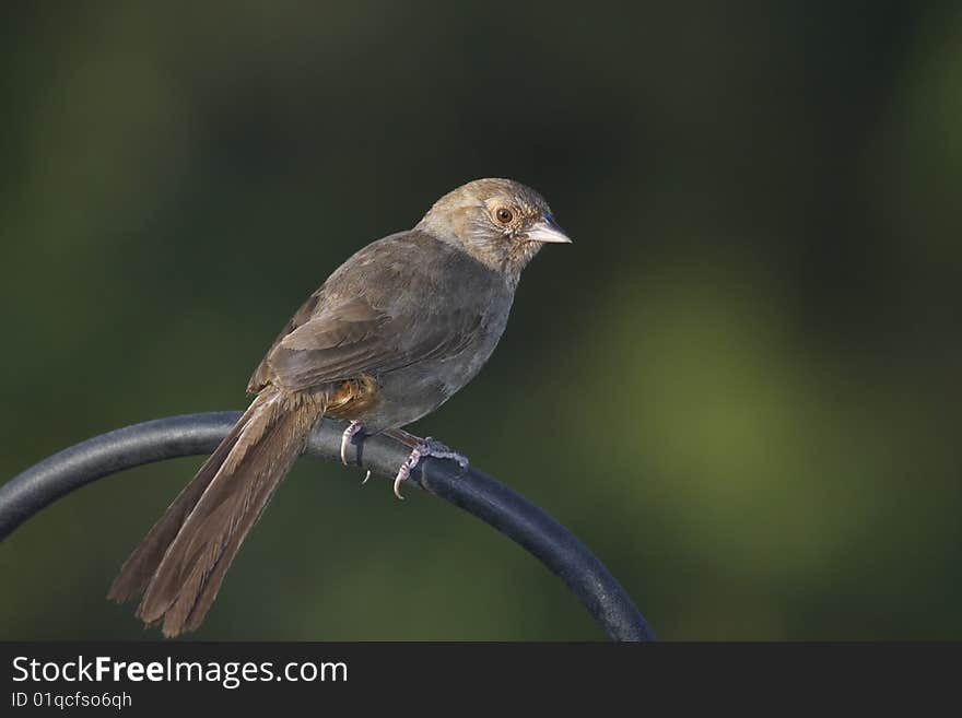 A California Towhee perched on a rail