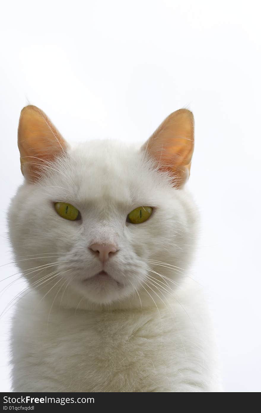 This white cat is staring right at you