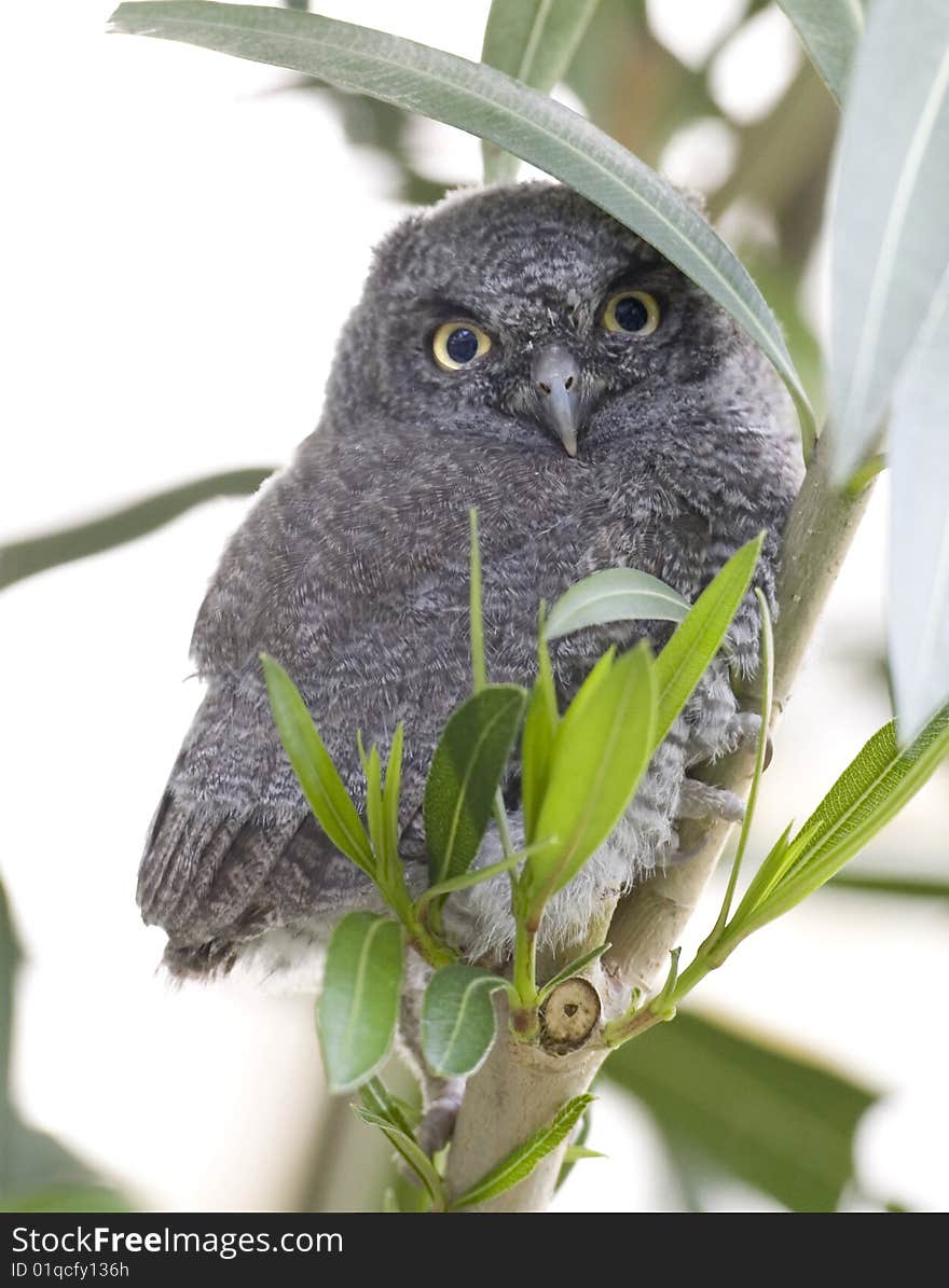 A young Western Screech Owl perched on a branch