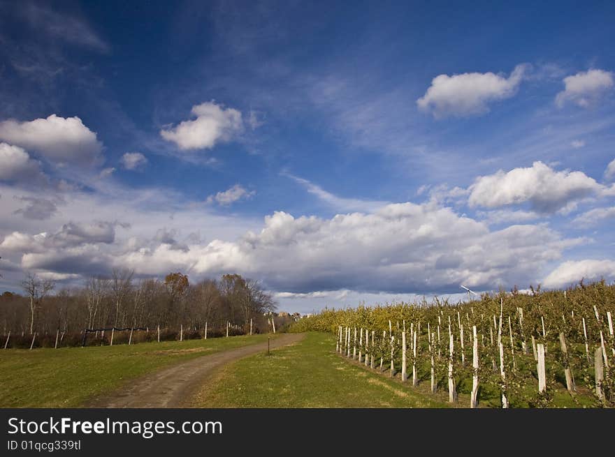 New England Orchard In The Fall