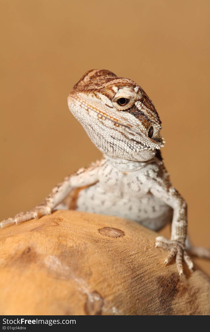 Bearded Dragon