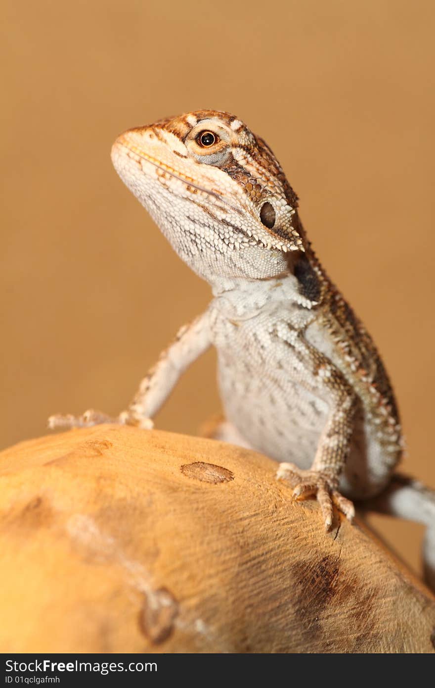 Baby bearded dragon