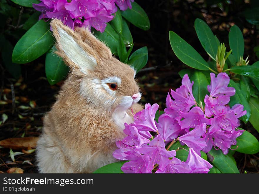 A rabbit sniffing a rhododendron blossom. A rabbit sniffing a rhododendron blossom.