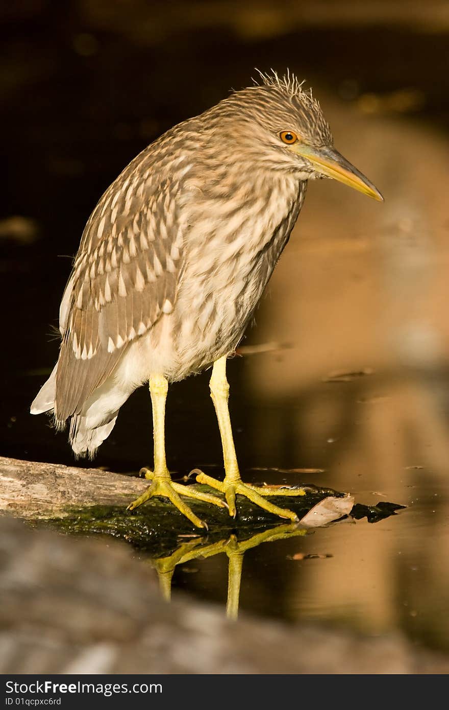 Night Heron