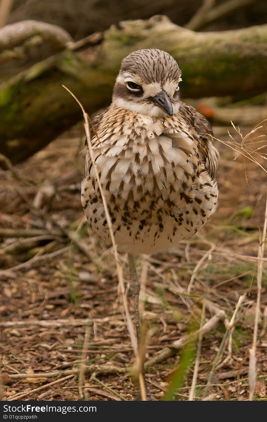 A Bush Stone-Curlew sometimes referred to as a Bush Thick-Knee. Native to Australia.