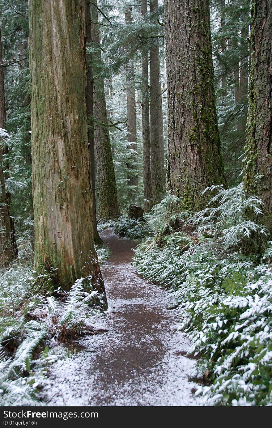 Winter's first dusting on a trail through the forest. Winter's first dusting on a trail through the forest.